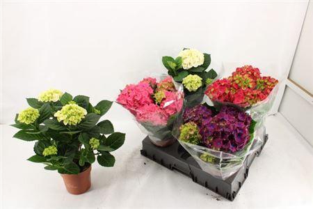 Горшечные цветы и растения оптом Hydrangea Ma Mix 3+ от 5шт из Голландии с доставкой по России