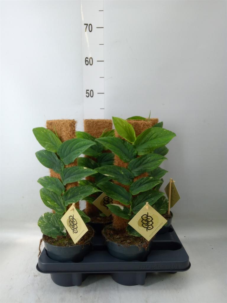 Горшечные цветы и растения оптом Monstera Dubia    ...juveniel от 4шт из Голландии с доставкой по России