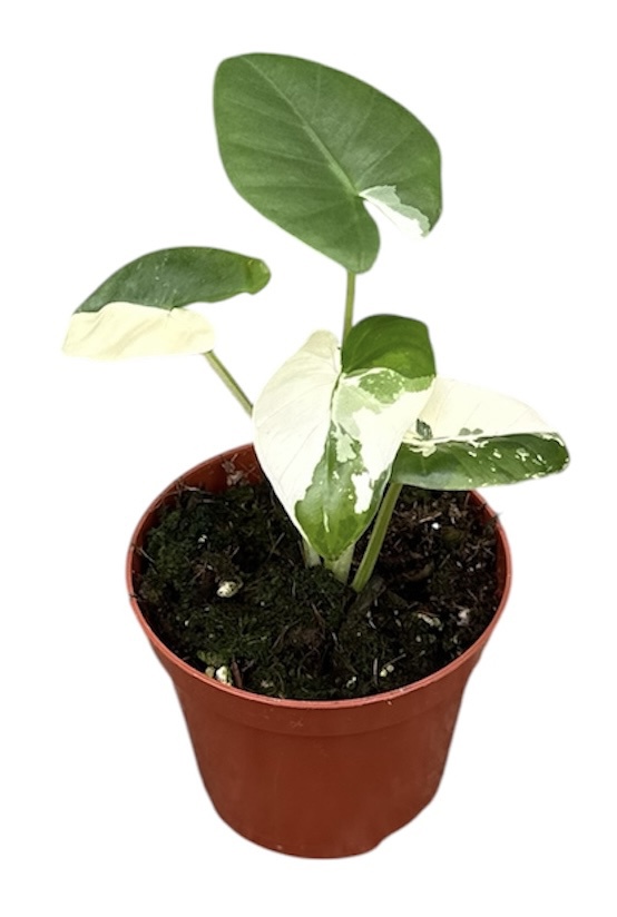 Горшечные цветы и растения оптом Alocasia Macrorhiza Variegata от 1шт (для телеги) из Голландии с доставкой по России