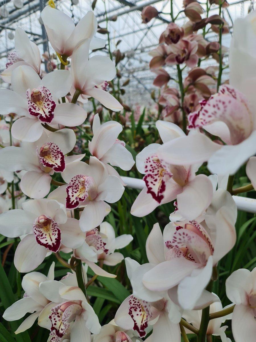 Срезанные цветы оптом Cymbidium misty от 10шт из Голландии с доставкой по России