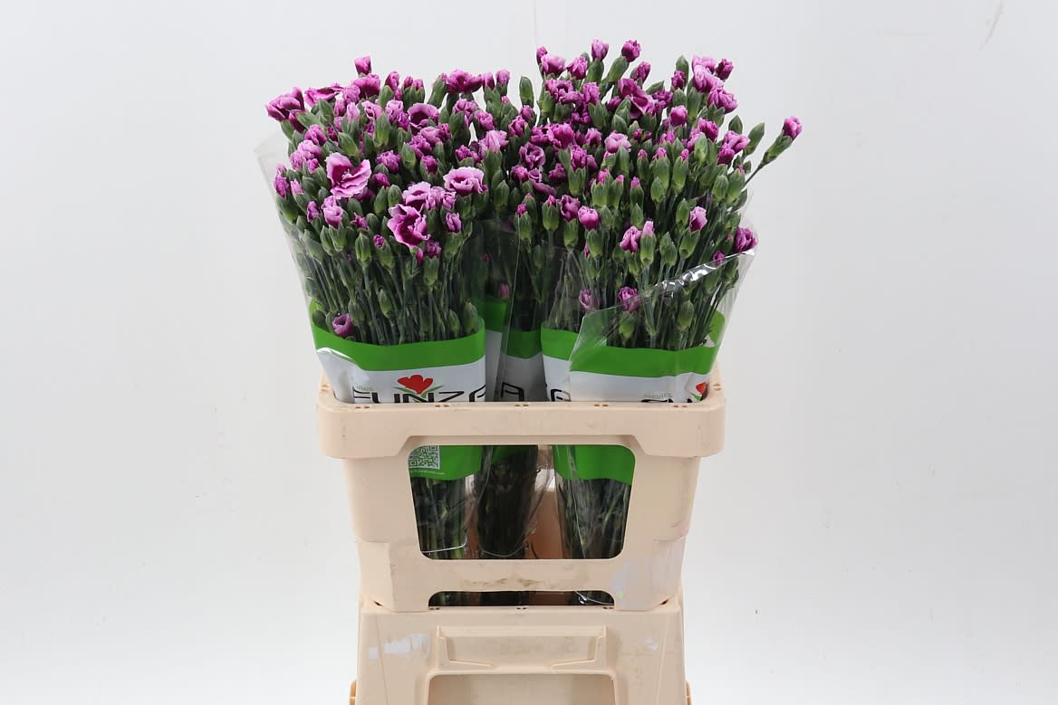 Срезанные цветы оптом Dianthus sp lala extravaganca от 100шт из Голландии с доставкой по России