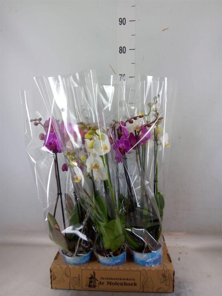 Горшечные цветы и растения оптом Phalaenopsis   ...mix  4 от 6шт из Голландии с доставкой по России