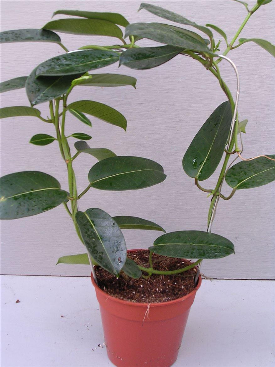Горшечные цветы и растения оптом Stephanotis Evergreen от 18шт из Голландии с доставкой по России