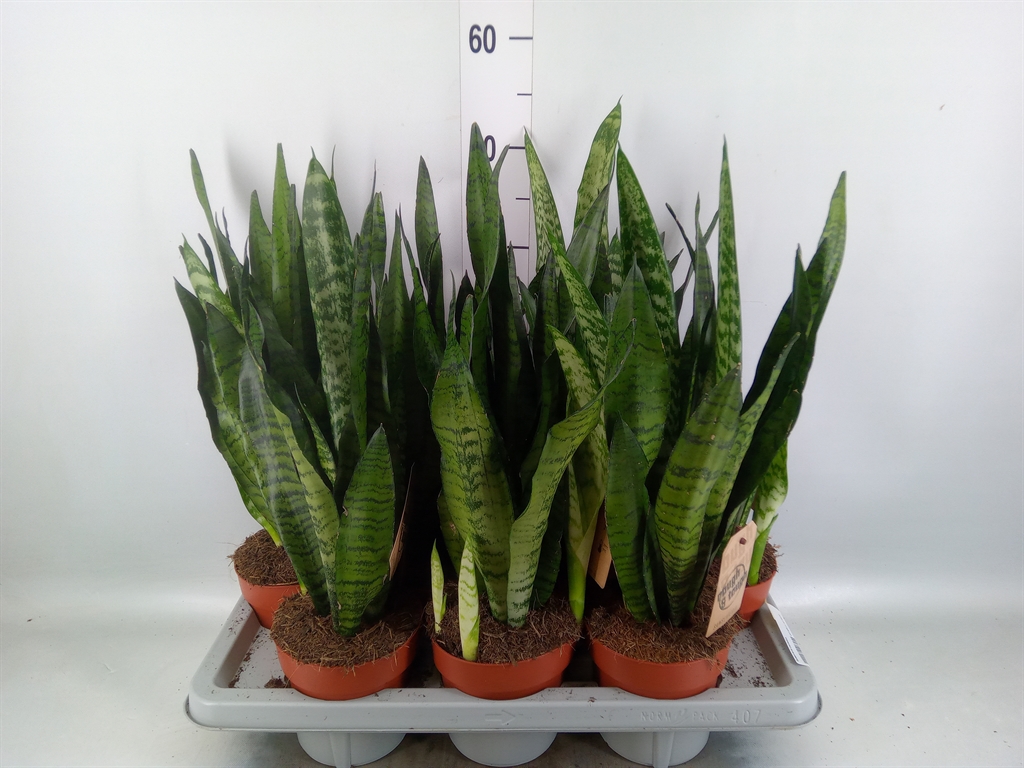 Горшечные цветы и растения оптом Sansevieria Zeylanica от 7шт из Голландии с доставкой по России