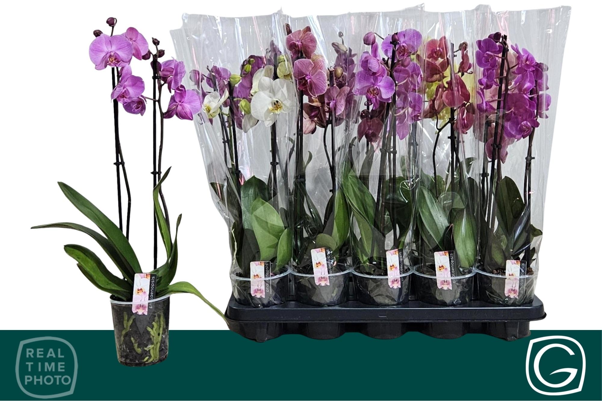 Горшечные цветы и растения оптом Phal Gem 4 Kl от 10шт из Голландии с доставкой по России