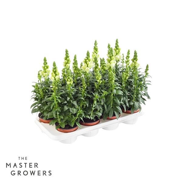 Горшечные цветы и растения оптом Antirrhinum Majus White от 8шт из Голландии с доставкой по России Горшечные цветы и растения оптом Antirrhinum Majus White от 8шт из Голландии с доставкой по России