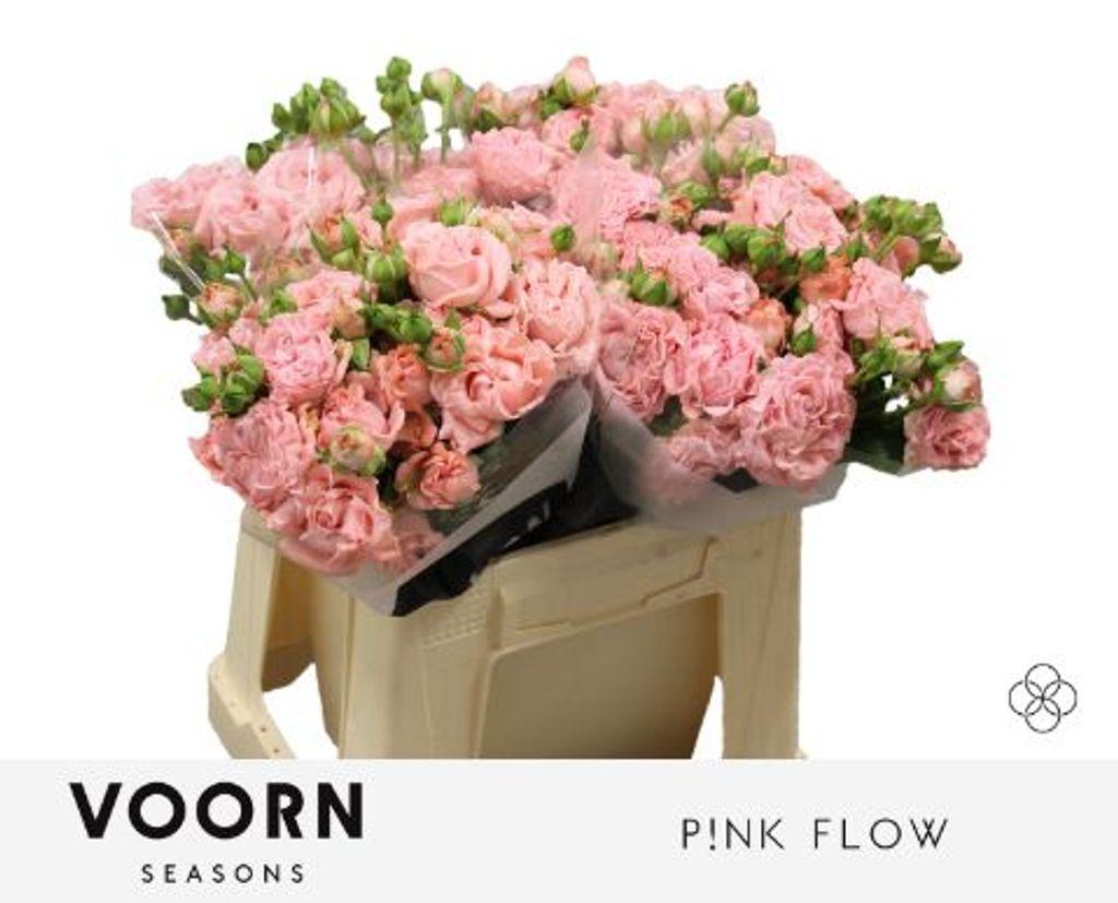 Срезанные цветы оптом Rosa spray pink flow от 40шт из Голландии с доставкой по России