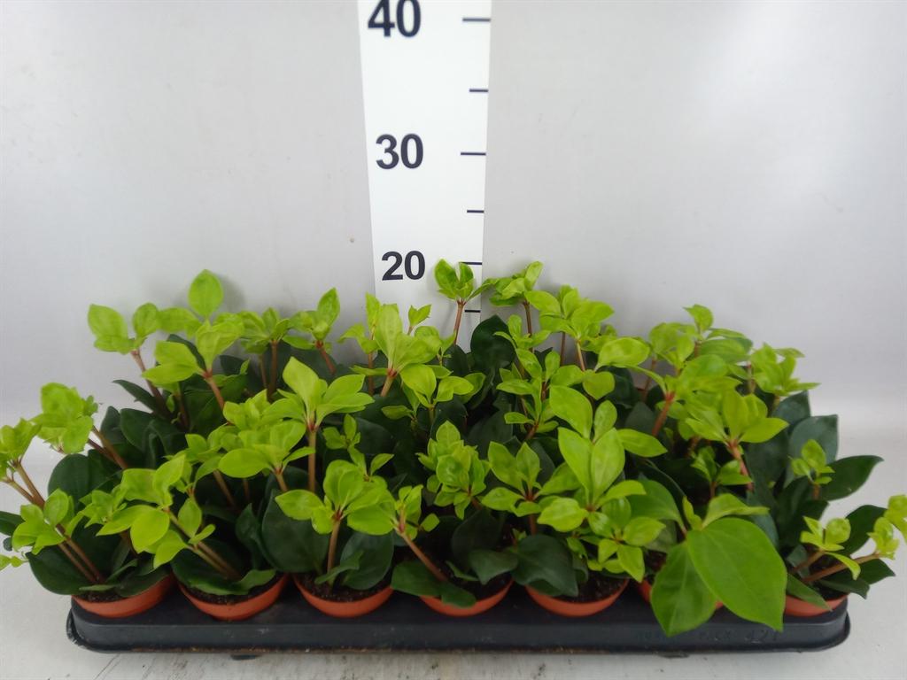 Горшечные цветы и растения оптом Peperomia Pereskiifolia от 21шт (для телеги) из Голландии с доставкой по России