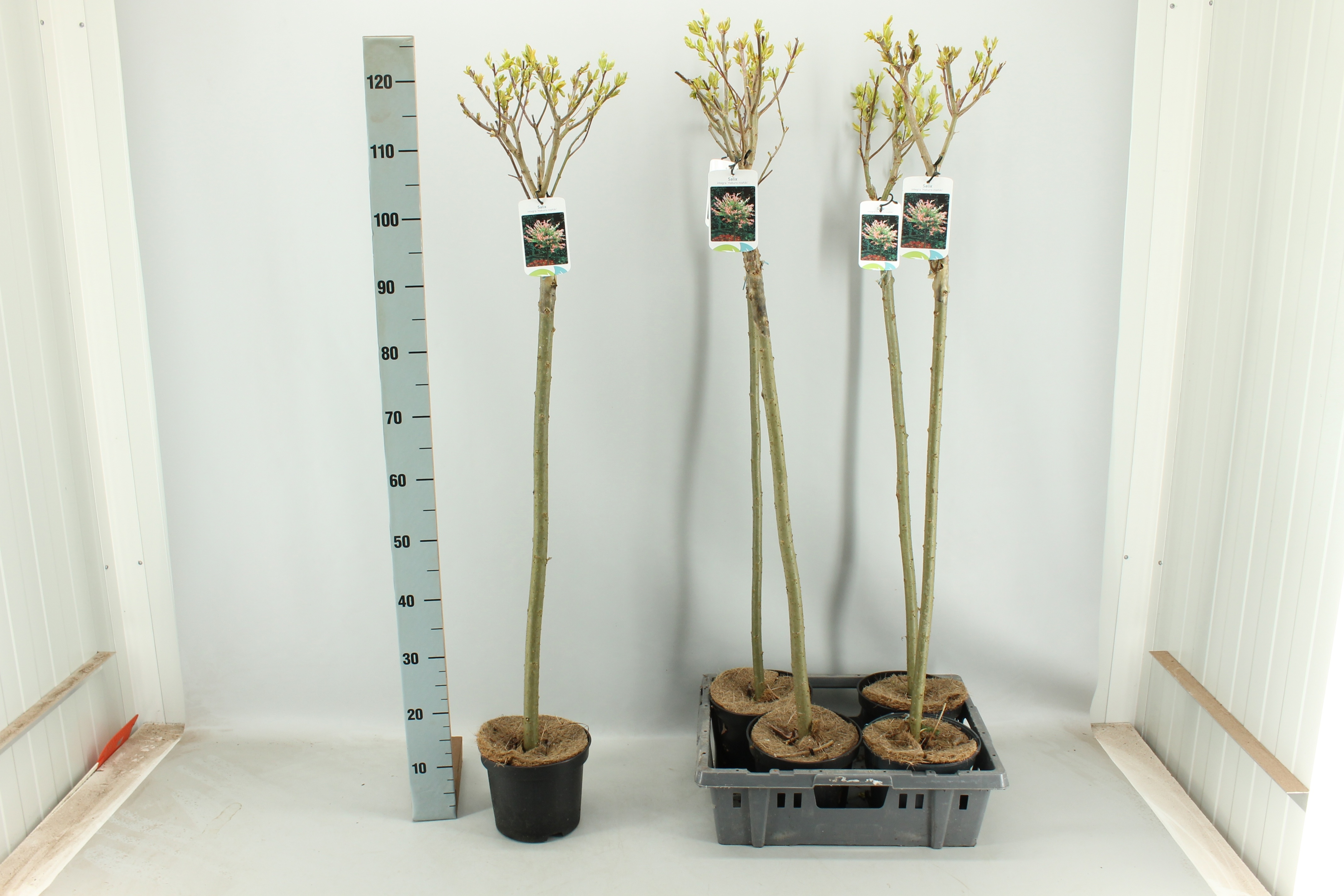 Горшечные цветы и растения оптом Salix In Hakuro Nish от 5шт из Голландии с доставкой по России