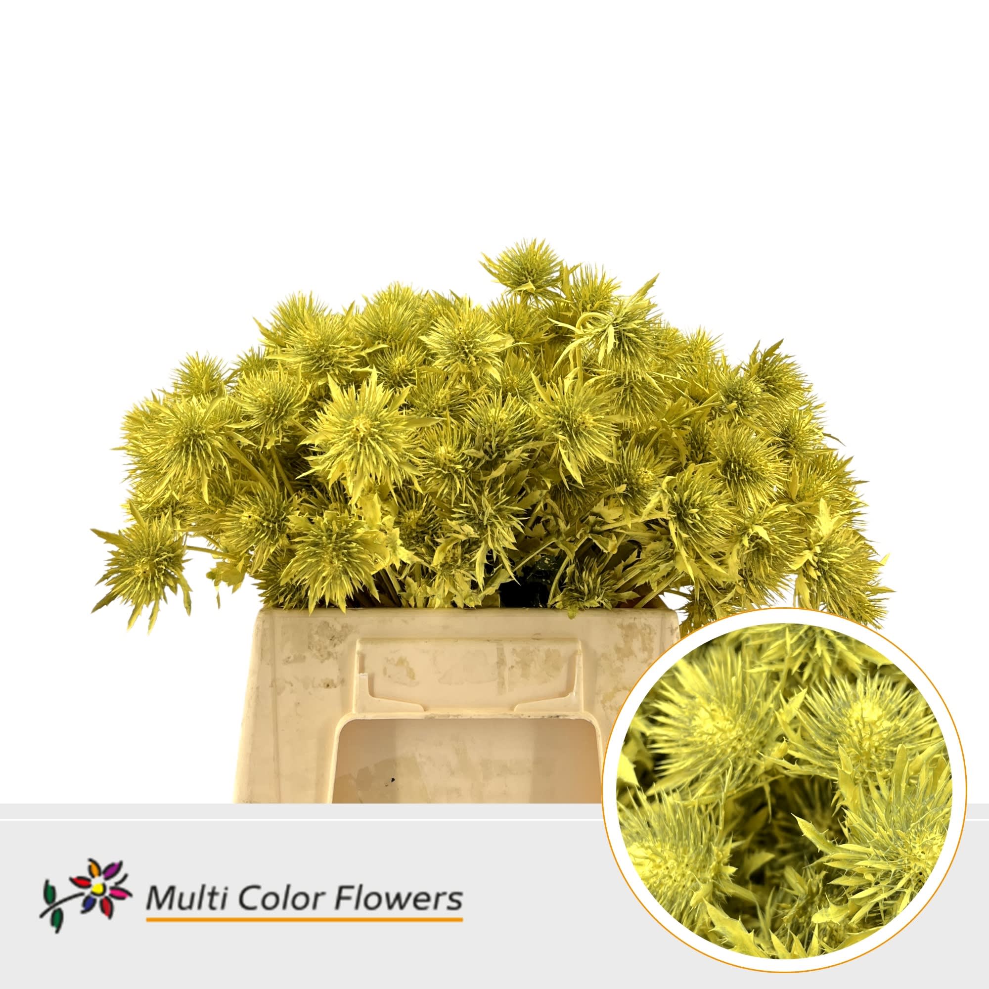 Срезанные цветы оптом Eryngium paint yellow от 60шт из Голландии с доставкой по России