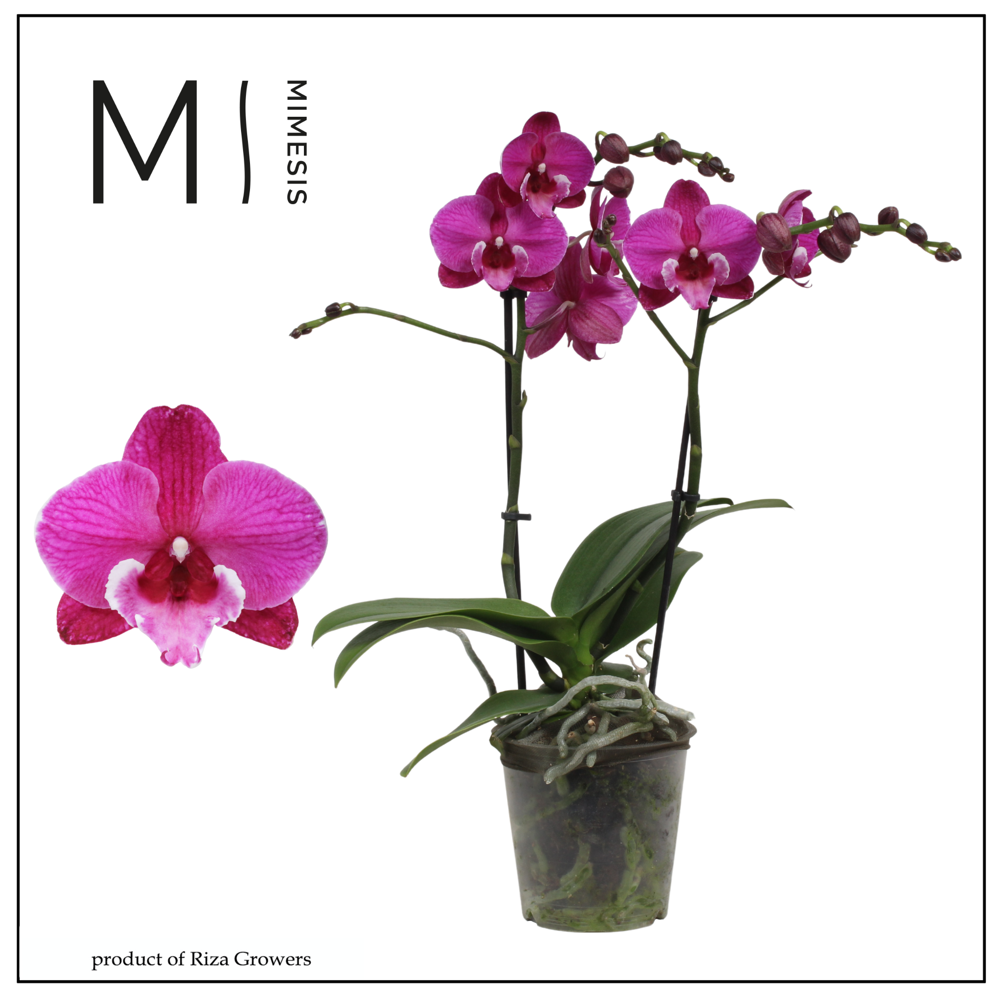 Горшечные цветы и растения оптом Phal 2st Black Bear (orchid Growers) от 10шт из Голландии с доставкой по России