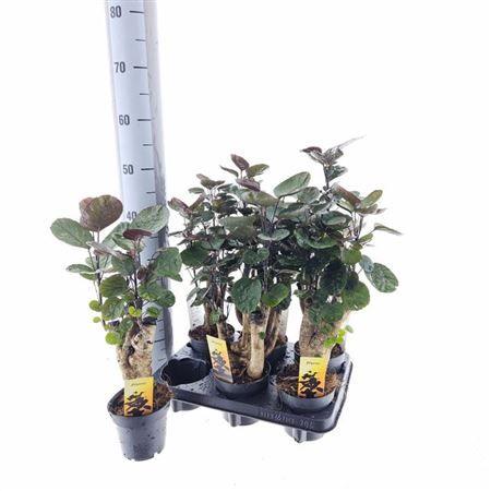 Горшечные цветы и растения оптом Poly Fabian от 6шт из Голландии с доставкой по России