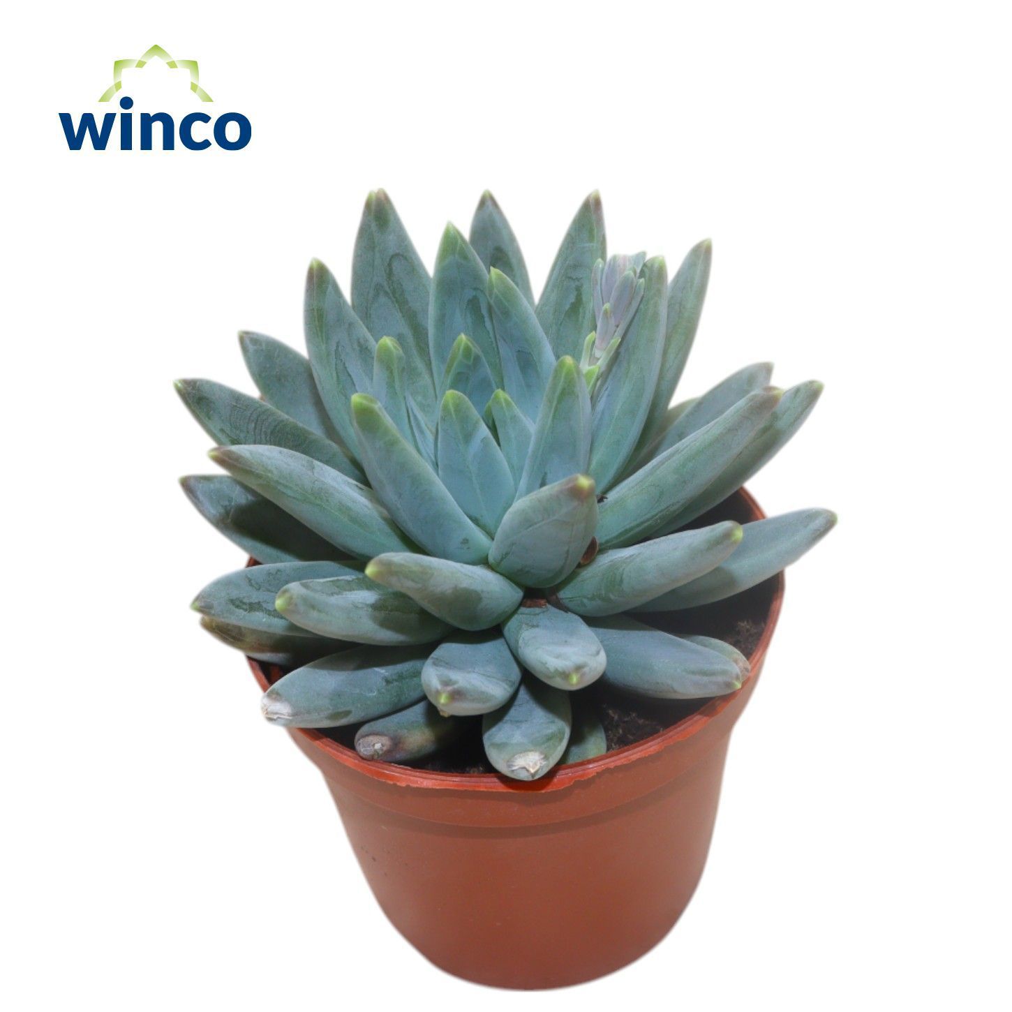 Горшечные цветы и растения оптом Echeveria Hookerii от 18шт (для телеги) из Голландии с доставкой по России