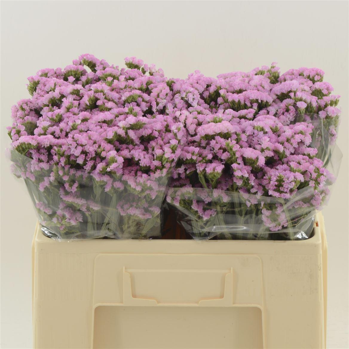 Срезанные цветы оптом Statice pretty wings от 100шт из Голландии с доставкой по России Срезанные цветы оптом Statice pretty wings от 100шт из Голландии с доставкой по России