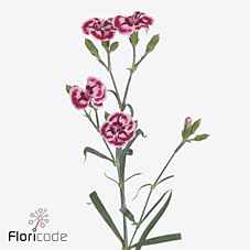 Срезанные цветы оптом Dianthus sp sweet watermelon от 60шт из Голландии с доставкой по России