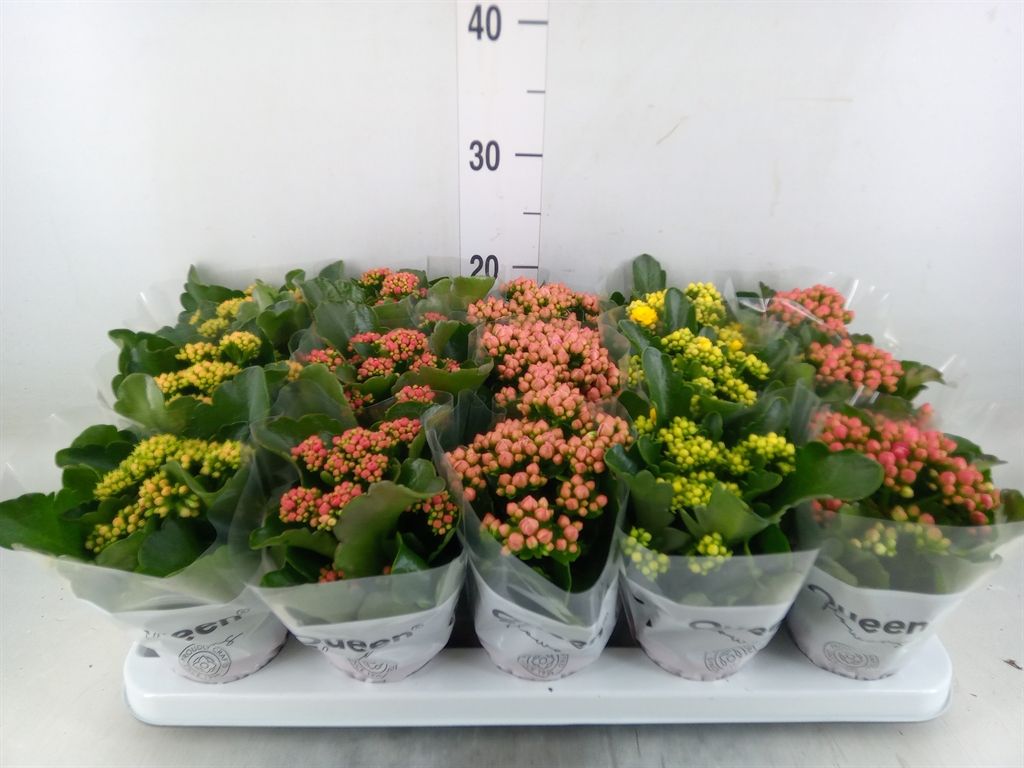 Горшечные цветы и растения оптом Kalanchoe Blos.   ..rosebud Mix  5 от 15шт (для телеги) из Голландии с доставкой по России