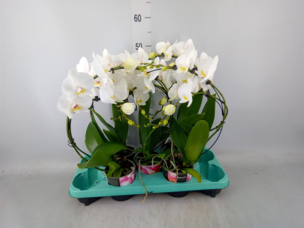 Горшечные цветы и растения оптом Phalaenopsis   ... от 5шт из Голландии с доставкой по России