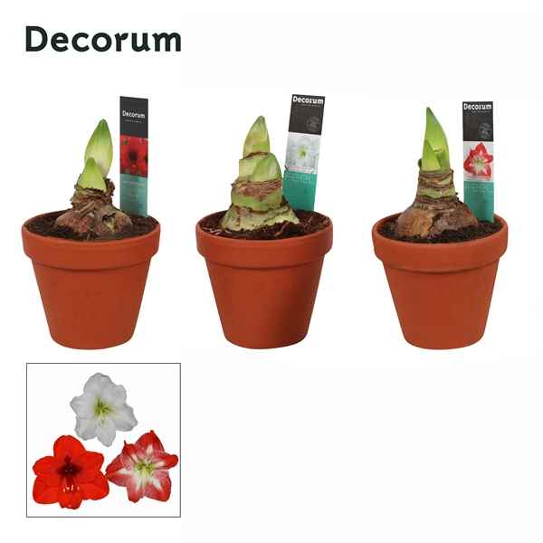 Горшечные цветы и растения оптом Hipp Mix 2pp Terracotta Op (decorum) от 7шт из Голландии с доставкой по России