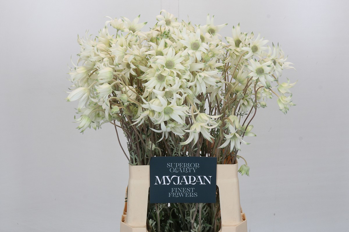 Срезанные цветы оптом Actinotus helianthi от 50шт из Голландии с доставкой по России