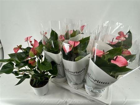 Горшечные цветы и растения оптом Anthu A Mystique 4-5+++ P17 от 6шт из Голландии с доставкой по России