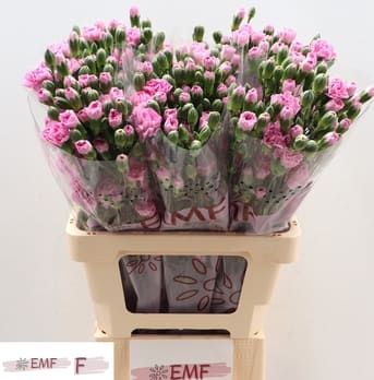 Срезанные цветы оптом Dianthus sp wish от 60шт из Голландии с доставкой по России