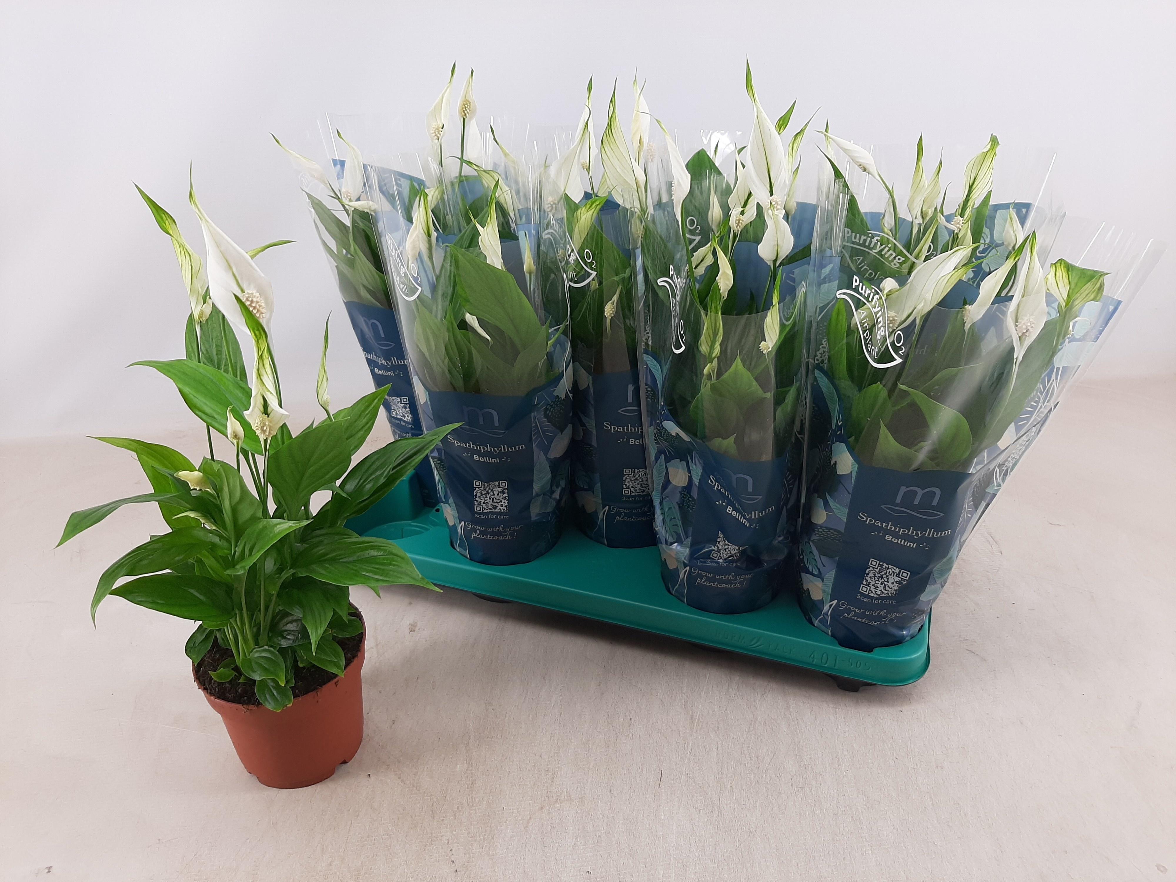 Горшечные цветы и растения оптом Spath Bellini от 9шт из Голландии с доставкой по России