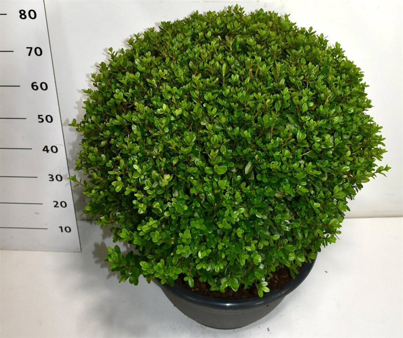 Горшечные цветы и растения оптом Rhododendron Sylvester от 1шт из Голландии с доставкой по России