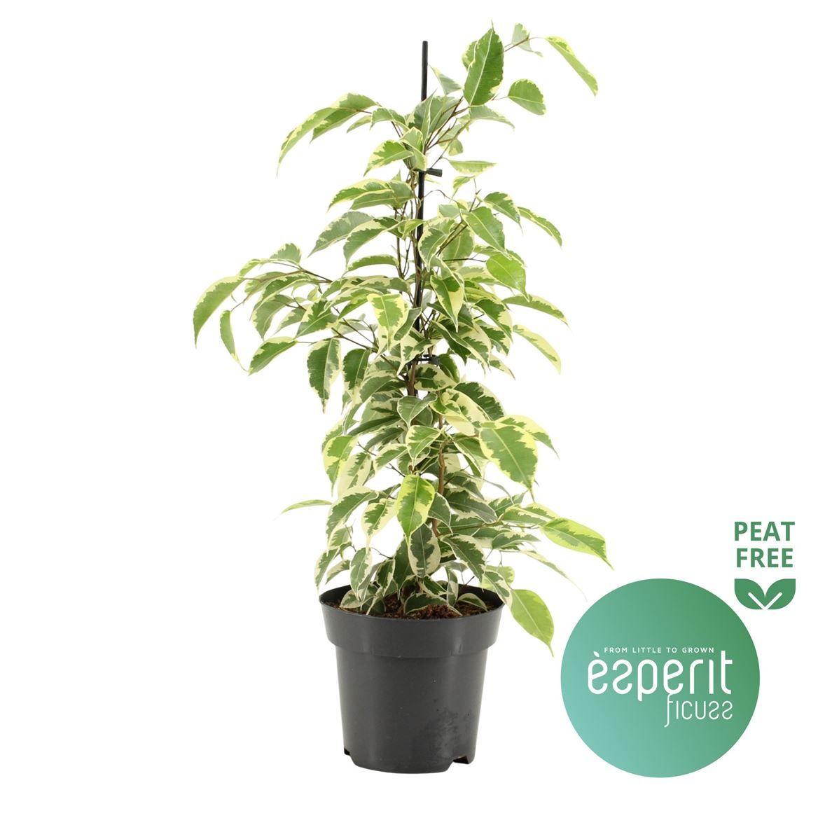 Горшечные цветы и растения оптом Ficus Be Samantha от 8шт из Голландии с доставкой по России