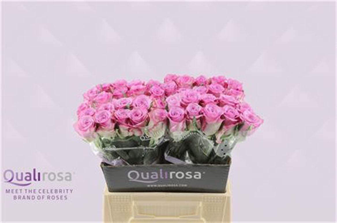 Срезанные цветы оптом Rosa large thriller от 400шт из Голландии с доставкой по России