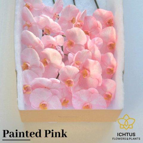 Срезанные цветы оптом Phalaenopsis paint pink (flower) от 25шт из Голландии с доставкой по России