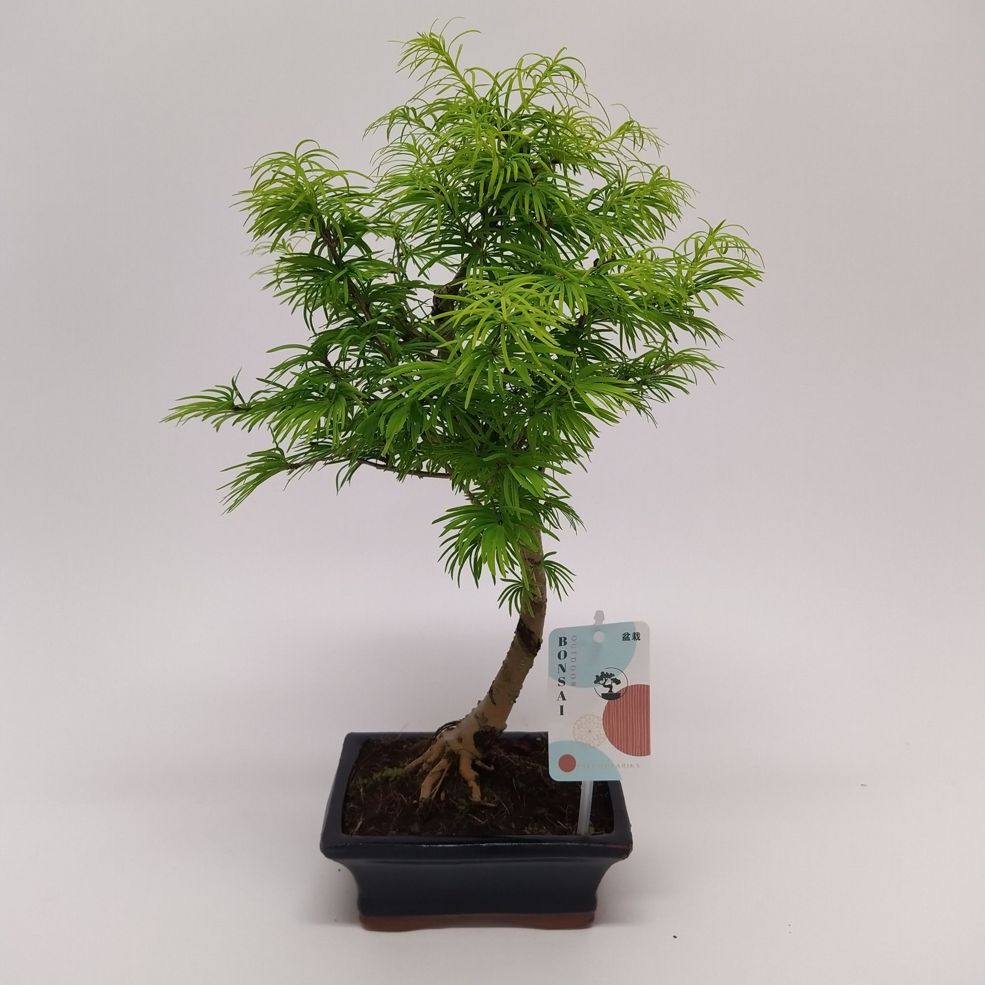 Горшечные цветы и растения оптом Pseudolarix Outdoor Bonsai от 8шт из Голландии с доставкой по России