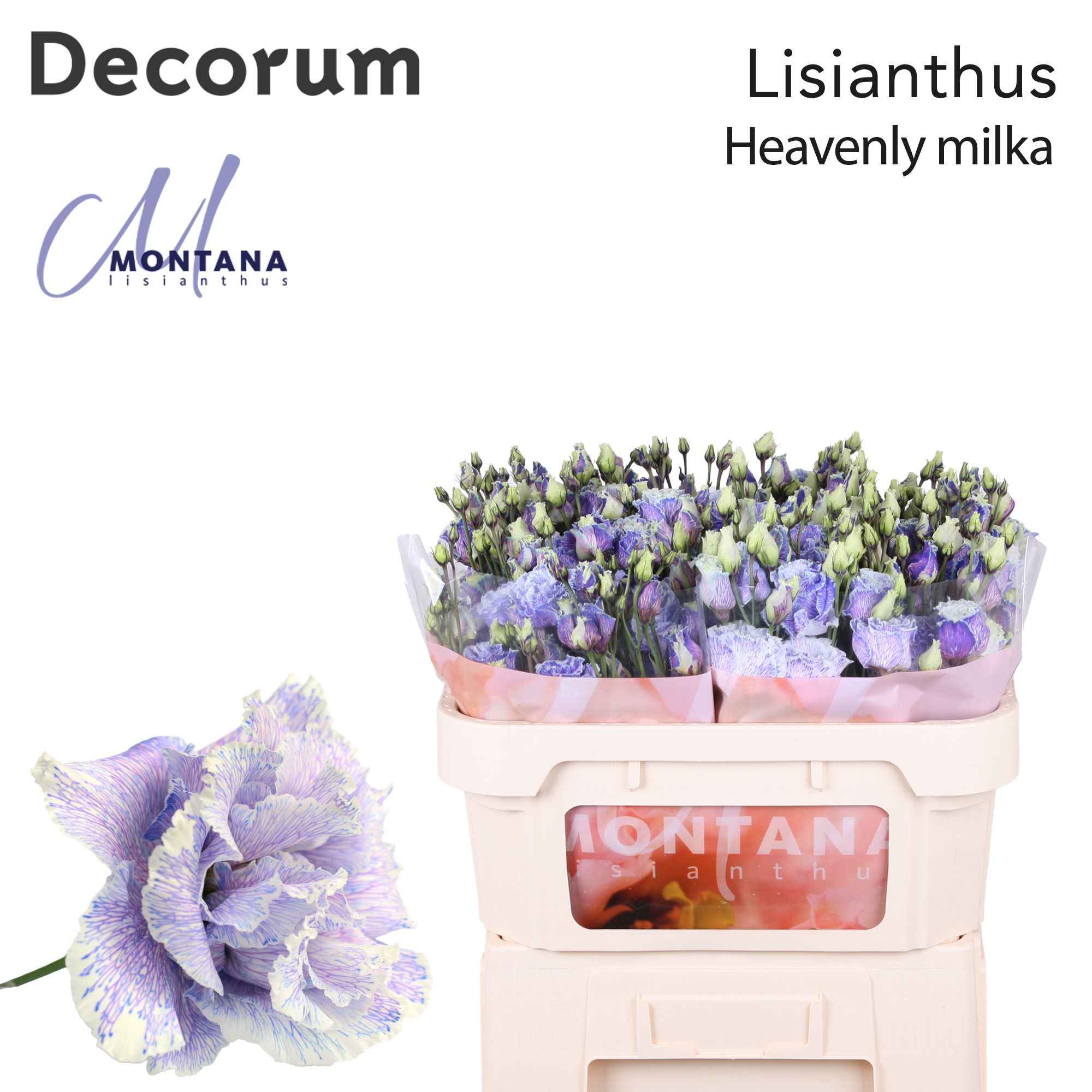 Срезанные цветы оптом Lisianthus do paint heavenly milka от 40шт из Голландии с доставкой по России