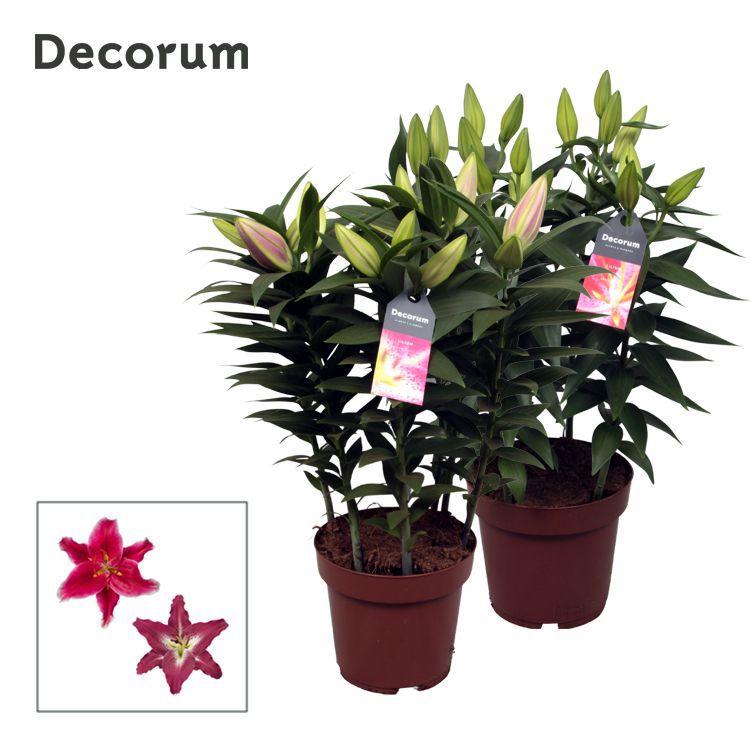 Горшечные цветы и растения оптом Lilium Or Pink 5pp (decorum) от 5шт из Голландии с доставкой по России