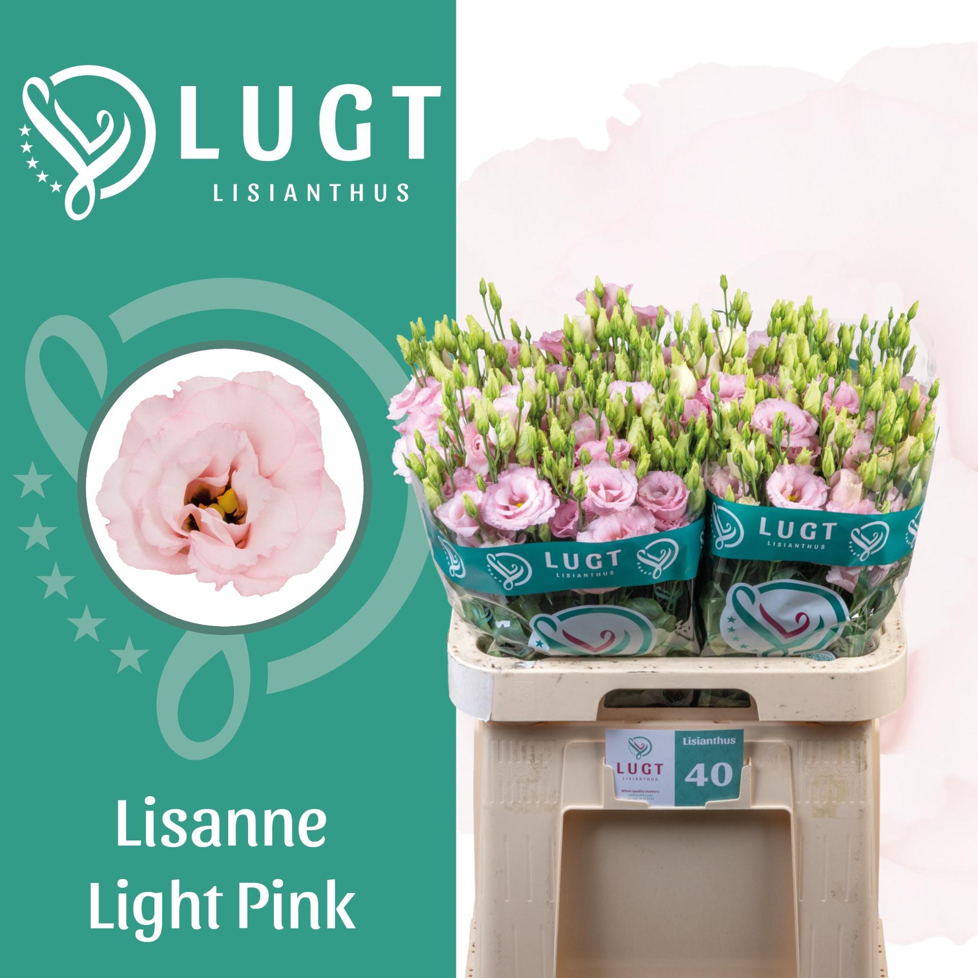 Срезанные цветы оптом Lisianthus do lisanne light pink от 40шт из Голландии с доставкой по России