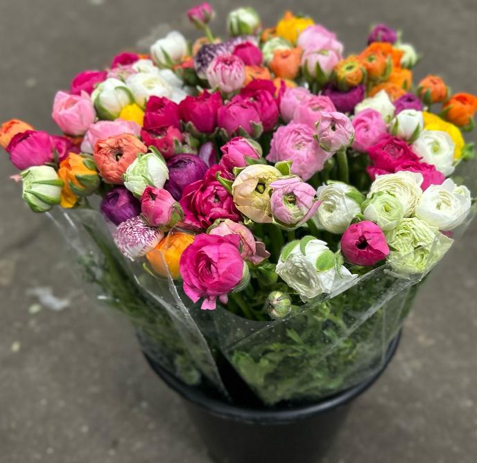 Срезанные цветы оптом Ranunculus elegance rainbow от 100шт из Голландии с доставкой по России