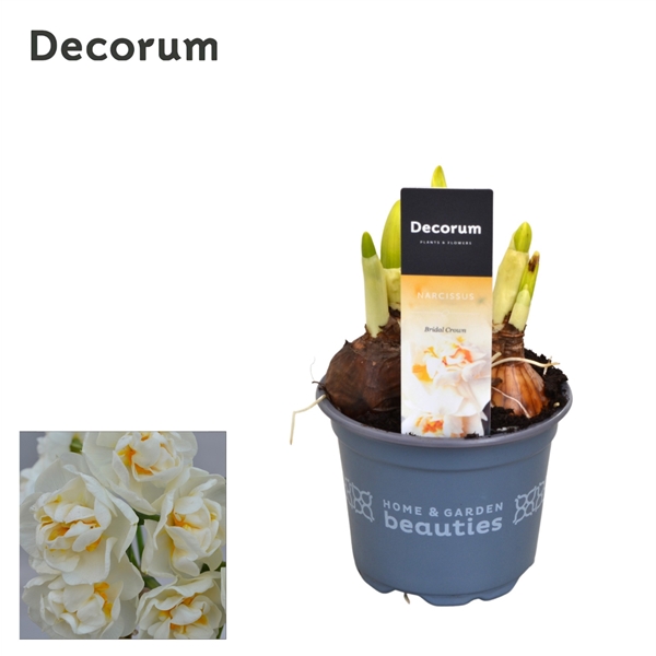 Горшечные цветы и растения оптом Narcissus Bridal Crown (decorum) от 18шт из Голландии с доставкой по России