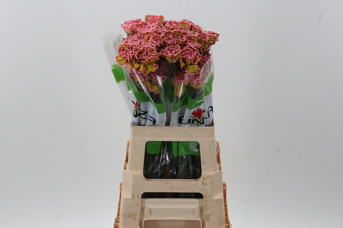 Срезанные цветы оптом Dianthus st paint hortensia от 80шт из Голландии с доставкой по России