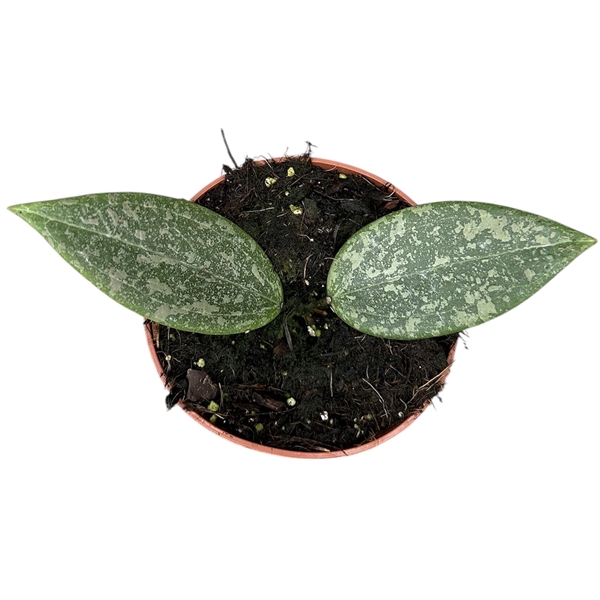 Горшечные цветы и растения оптом Hoya Wibergiae от 1шт из Голландии с доставкой по России