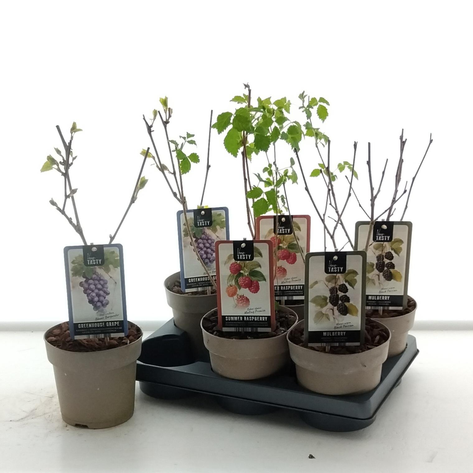 Горшечные цветы и растения оптом Fruitheesters Ov от 6шт из Голландии с доставкой по России