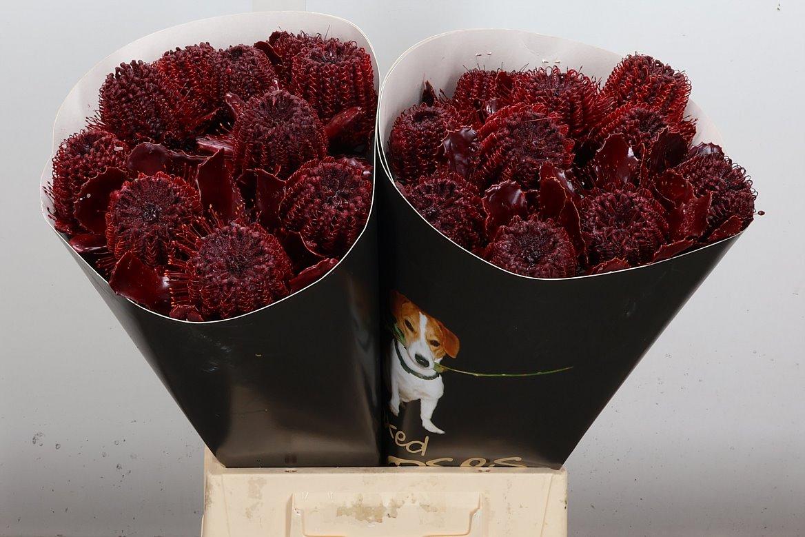 Срезанные цветы оптом Banksia wax bordeaux от 20шт из Голландии с доставкой по России Срезанные цветы оптом Banksia wax bordeaux от 20шт из Голландии с доставкой по России