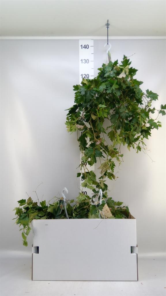 Горшечные цветы и растения оптом Cissus Rhombifolia ellen Danica A от 3шт из Голландии с доставкой по России
