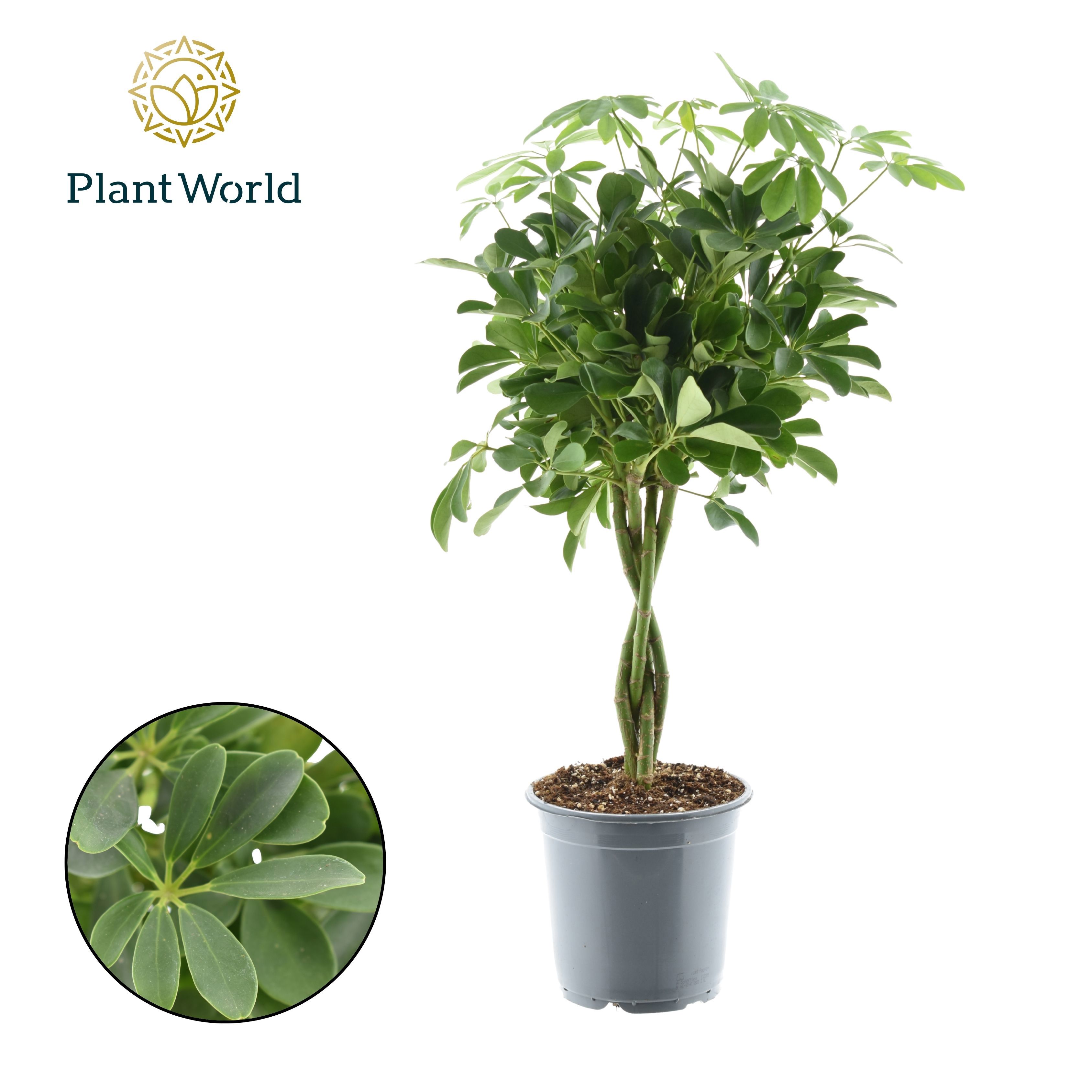 Горшечные цветы и растения оптом Schefflera Compacta Nora Twisted от 3шт из Голландии с доставкой по России