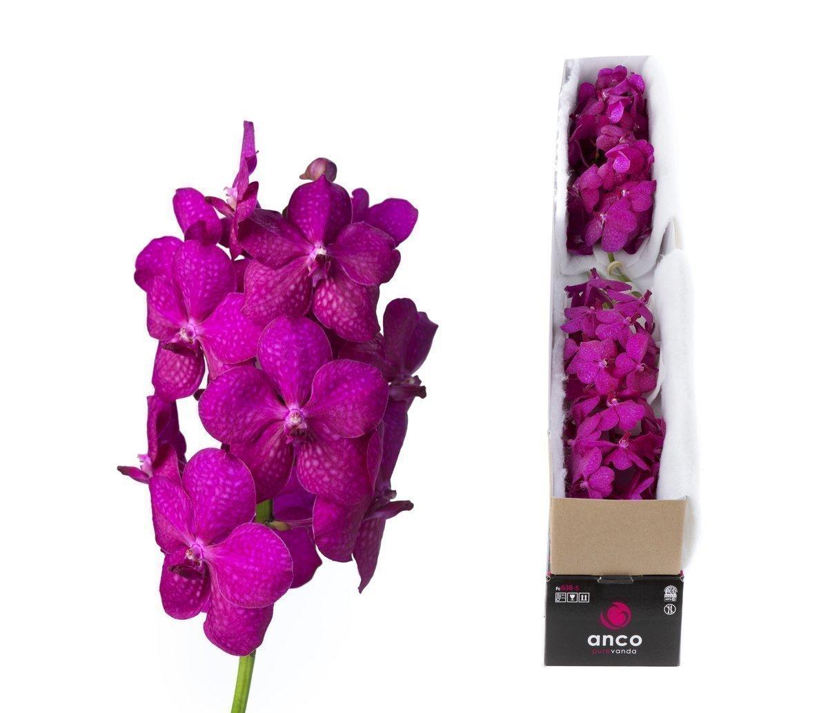 Срезанные цветы оптом Vanda tayanee cerise per stem от 20шт. из Голландии с доставкой по России