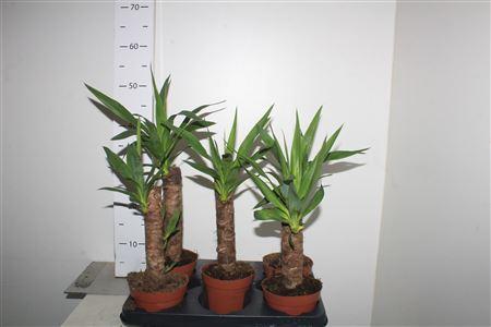 Горшечные цветы и растения оптом Yucca 20cm 1 Kop от 5шт из Голландии с доставкой по России