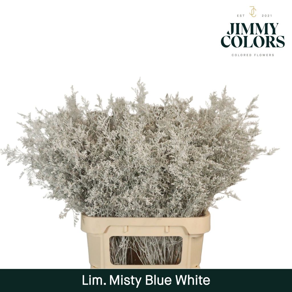 Срезанные цветы оптом Limonium misty blue paint white от 50шт из Голландии с доставкой по России