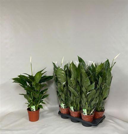 Горшечные цветы и растения оптом ** Spath Verdi 3-4++ * Spring Deal * от 6шт из Голландии с доставкой по России