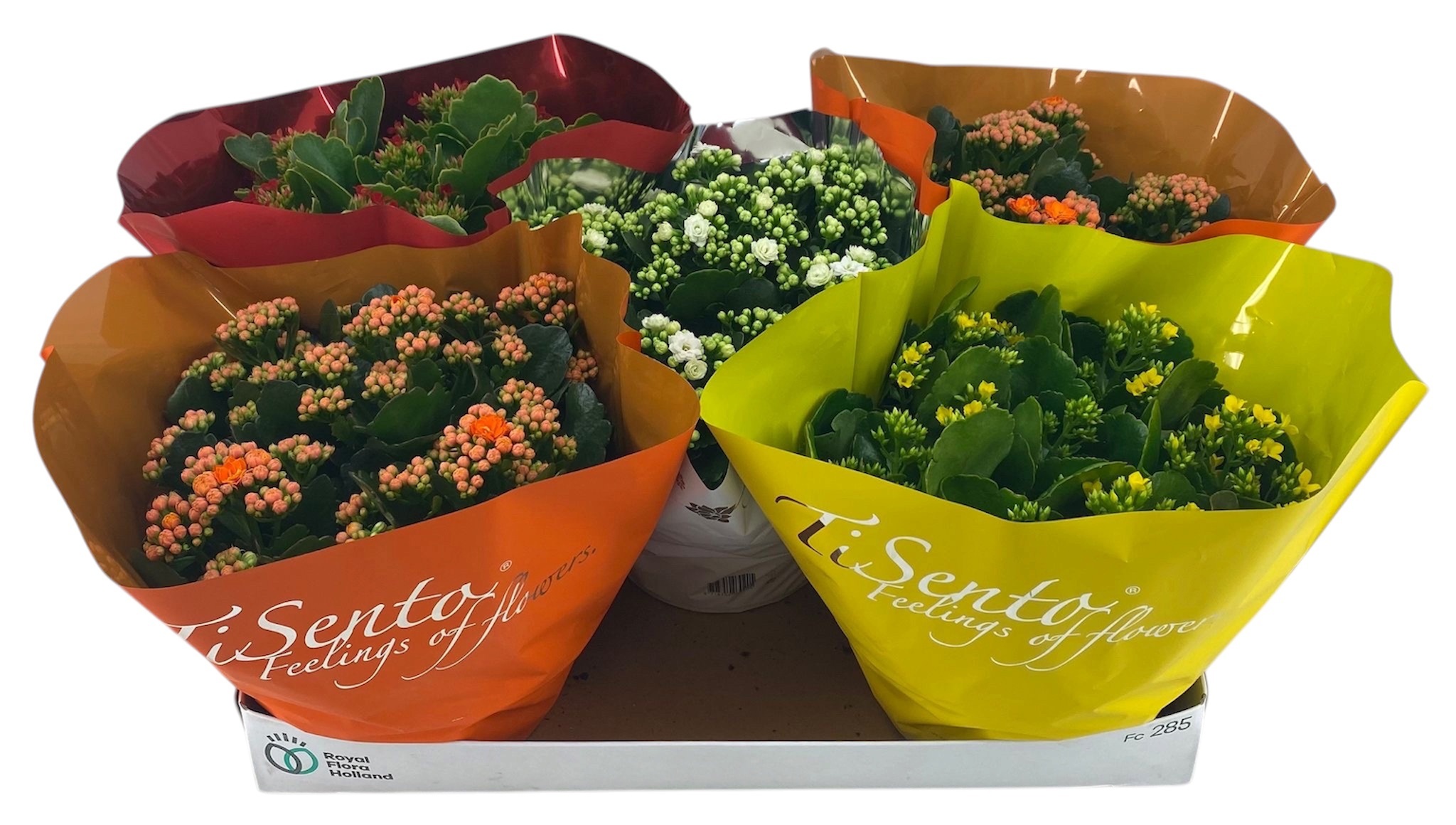 Горшечные цветы и растения оптом Kal Ge Gem от 5шт из Голландии с доставкой по России