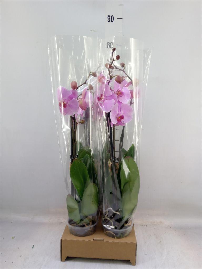 Горшечные цветы и растения оптом Phalaenopsis   ...rose от 4шт из Голландии с доставкой по России