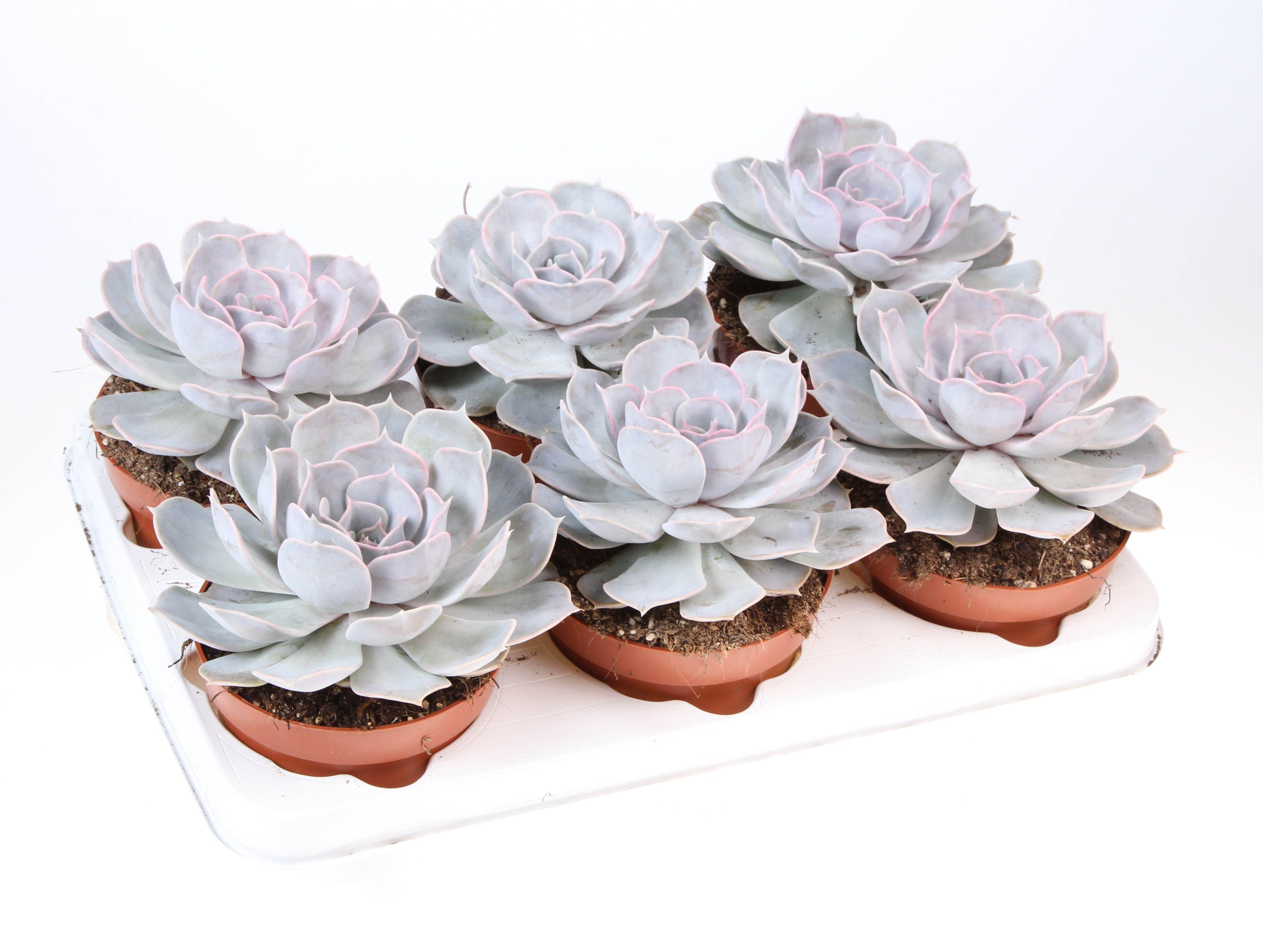 Горшечные цветы и растения оптом Echeveria Lilacina от 6шт из Голландии с доставкой по России