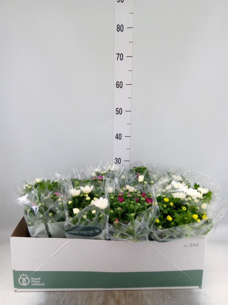 Горшечные цветы и растения оптом Chrysanthemum   ..mix 5 от 12шт из Голландии с доставкой по России